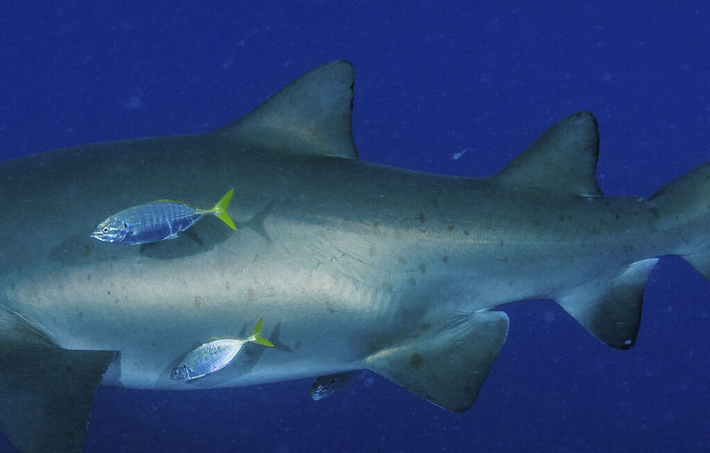 2b7fb509-f4a9-420a-99be-afbd1fb779ea