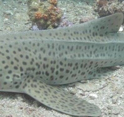 0e53ec61-e77b-4d57-a3a1-6d103dc29d8c