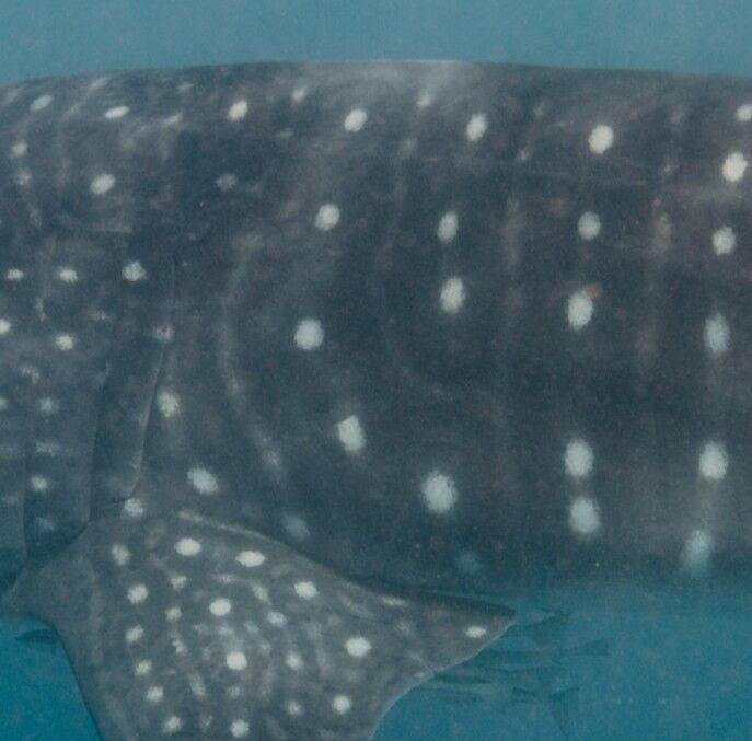 232c8b4a-fdc8-49d6-af19-461bbcc30deb