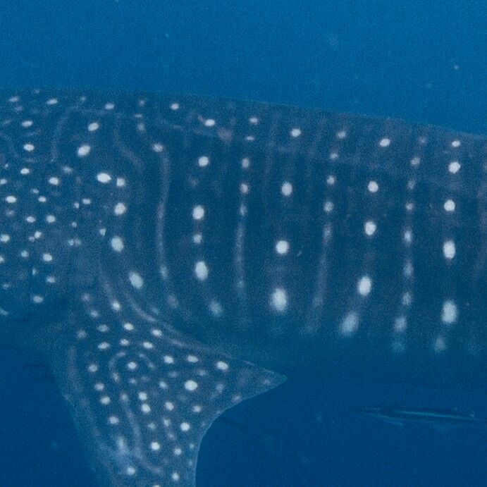 13f331b3-8c5b-4bdf-9936-a3f81ab70118