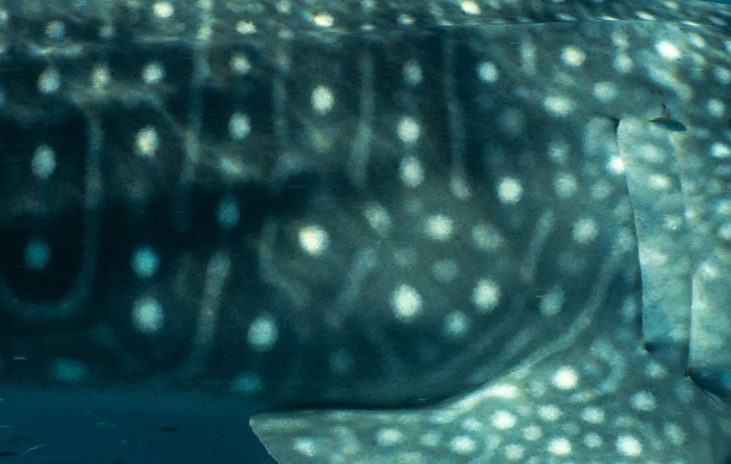 de4e312d-254e-4c61-add6-a38081d04541