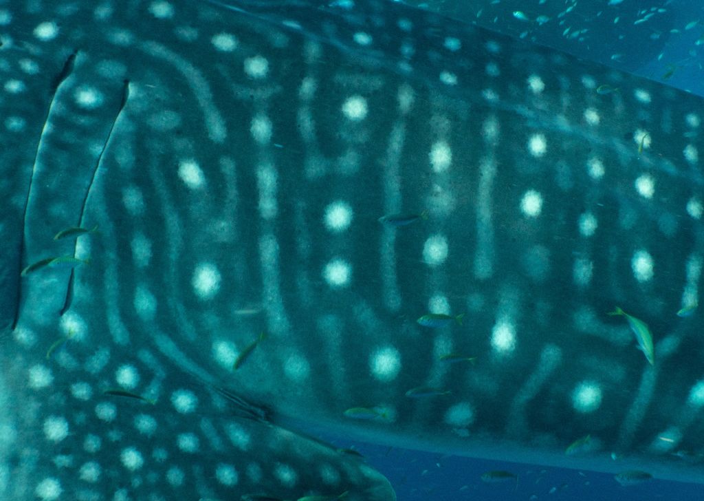 de4e312d-254e-4c61-add6-a38081d04541