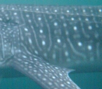 981031c0-82d5-4a03-94c3-bc195f7eb76f