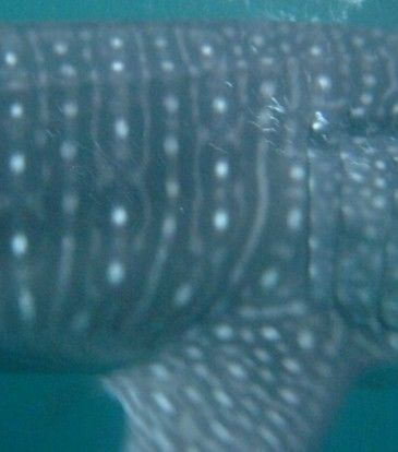 981031c0-82d5-4a03-94c3-bc195f7eb76f