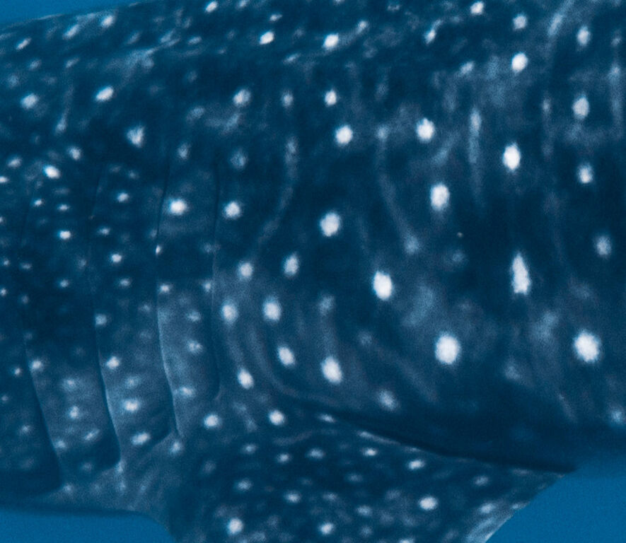 c6830f81-e76c-4002-acb3-cd7444b617ea