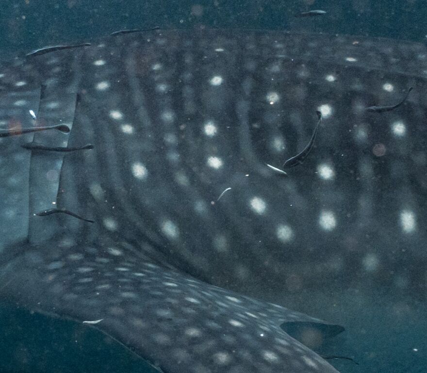 1e696b90-c31a-4002-8a7a-d7f3ed939b08