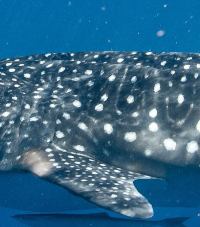 afd0b7b0-0ad0-4bc5-b29e-264295cfc973