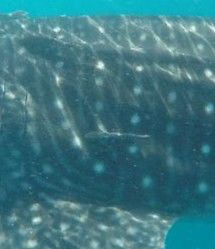 440257e1-dbda-4b7f-829e-a4e53aa01ab4