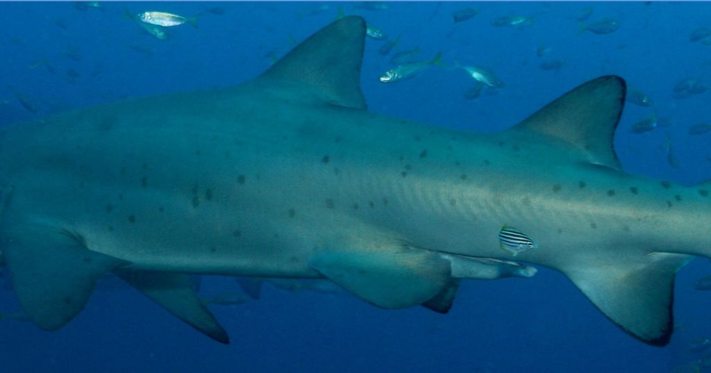 d32ccc4f-db98-4fed-833d-672dcead86cc