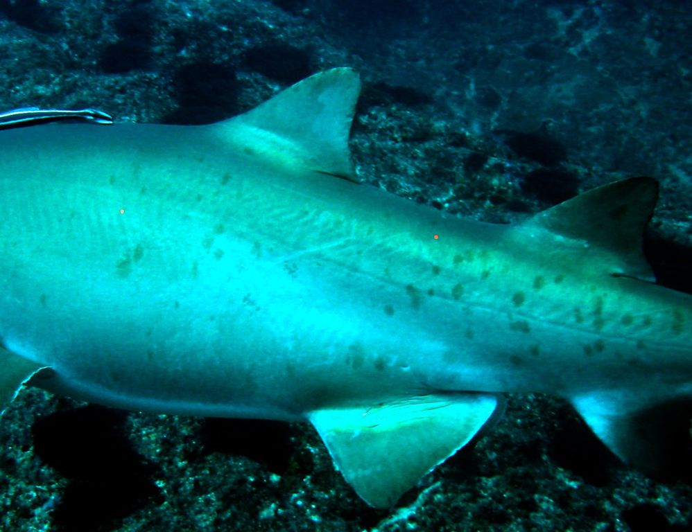 a9e1b715-29c9-4fba-b27a-e525ef12b5fa