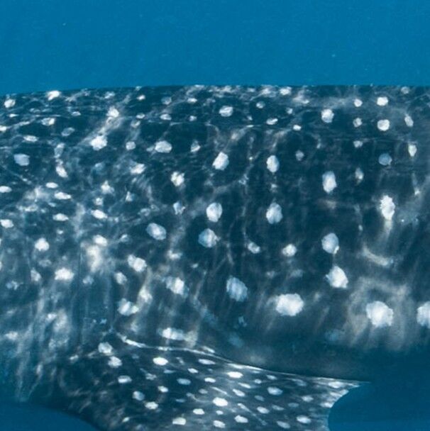 afd0b7b0-0ad0-4bc5-b29e-264295cfc973