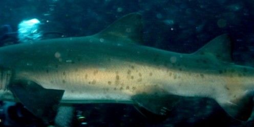 03284fcd-ec95-485a-a49c-42c3280fe097