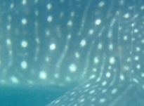 b9595583-b50d-4efe-a252-68b21f9d5b95