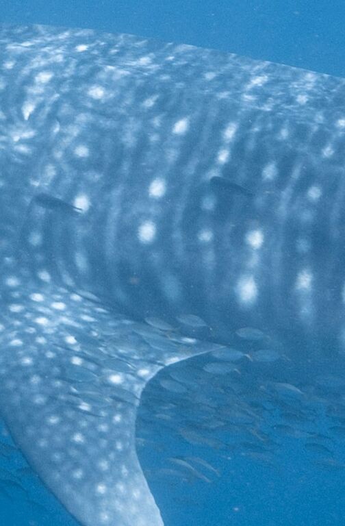 4621c191-e9c7-4570-92a4-b99375645975