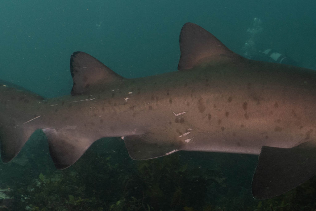 0a30063f-dce9-4585-8853-db9260967d20