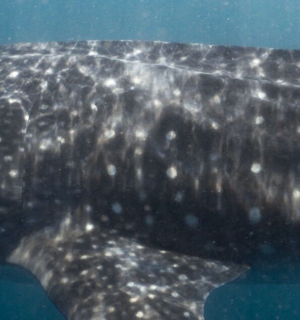 8ba4c2b9-f932-4fde-b07f-1869eadf1c28