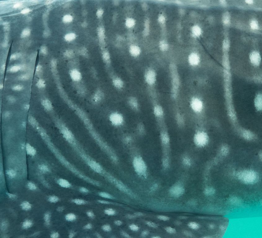 6e3a7457-9206-45fb-9034-ac2e96ee317f