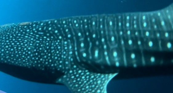 1a1886dc-da71-4fa6-b140-3ea3aa494673