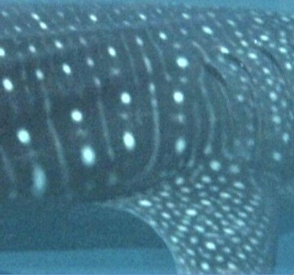 67d94141-f869-4948-97f6-1cca3a2c80d8