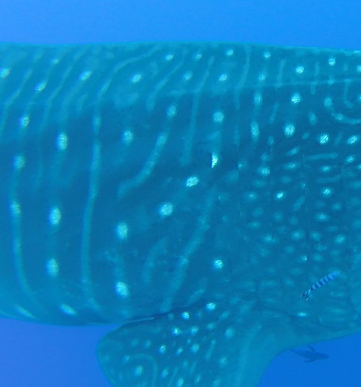 1ce9b4ee-283c-43fd-8e44-225fd607de6b