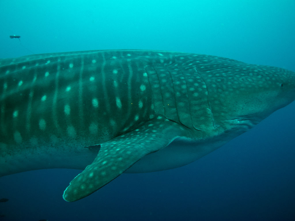 3cde3499-b406-4a6a-a613-24aa9e2a03f4