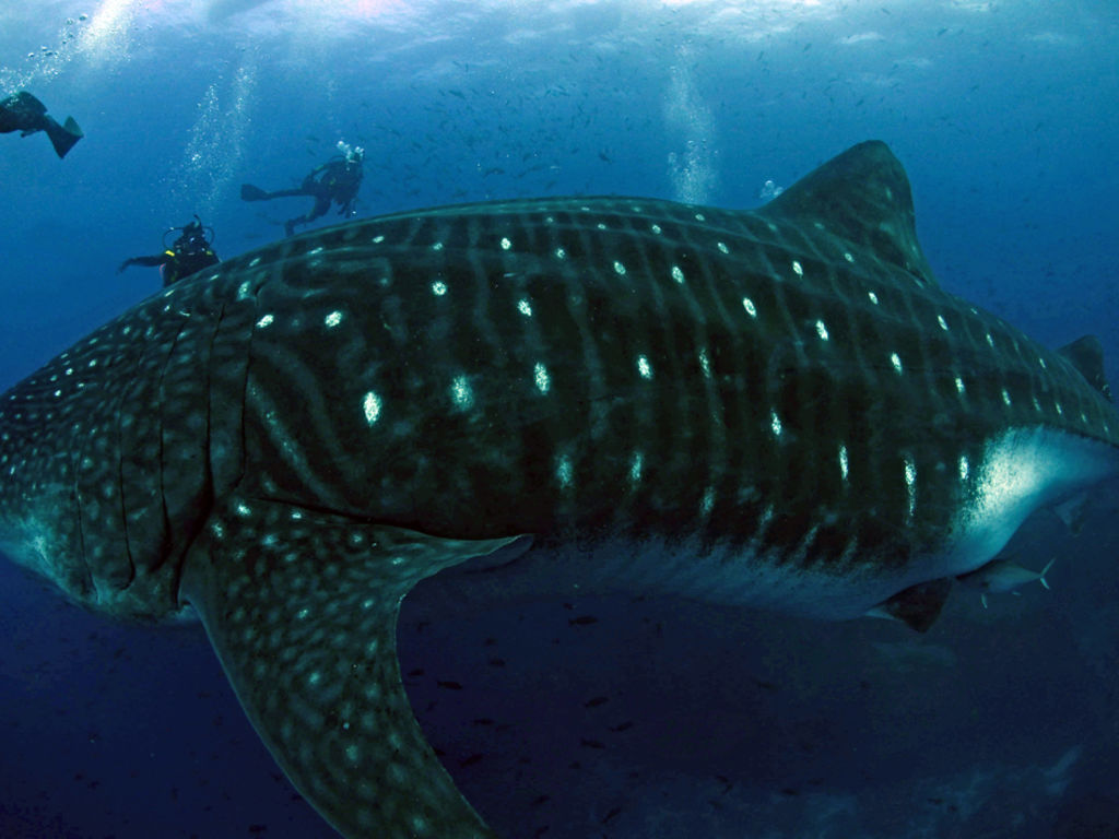 995f8538-9bb0-42a3-8fce-ba7d7f57c7d3