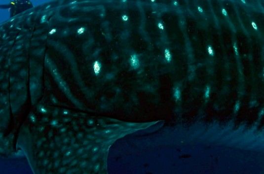 995f8538-9bb0-42a3-8fce-ba7d7f57c7d3