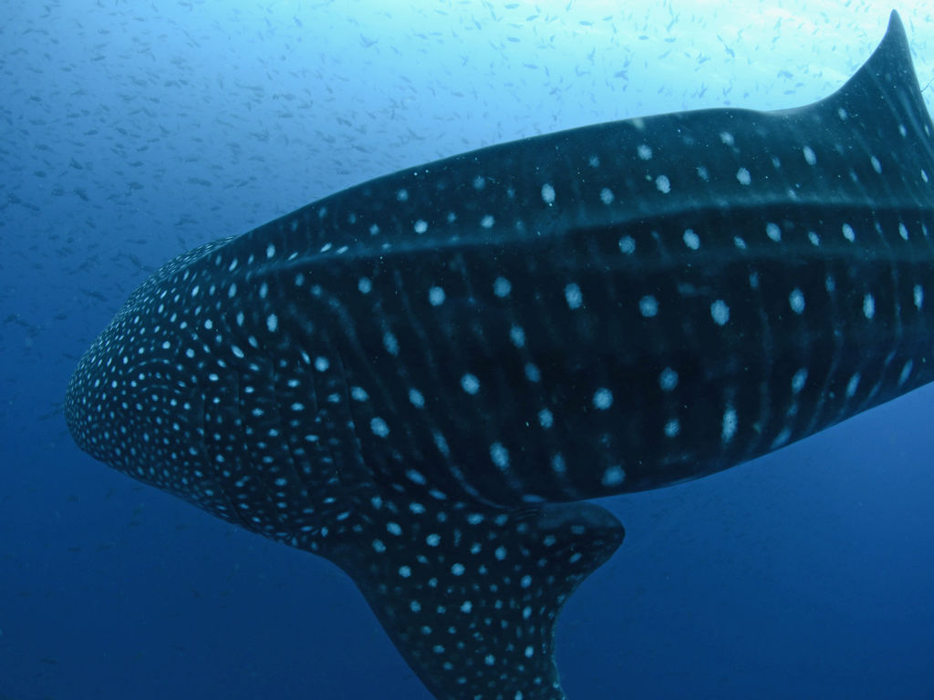 989bfc60-5950-4822-af7d-773cd4530895