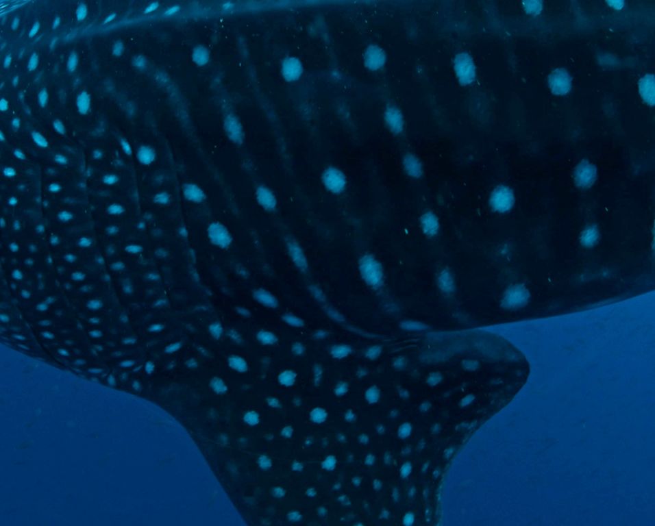 989bfc60-5950-4822-af7d-773cd4530895