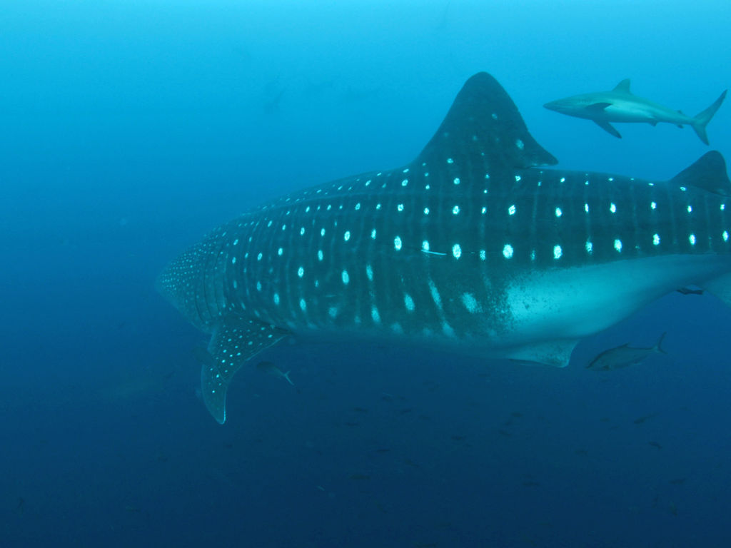 cfda4dc5-d91d-4df4-969e-826d89f5dcab