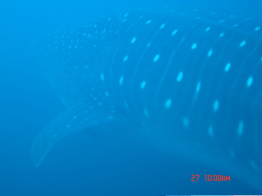 ea094870-dfb0-4b7e-9379-3f09036df7c0