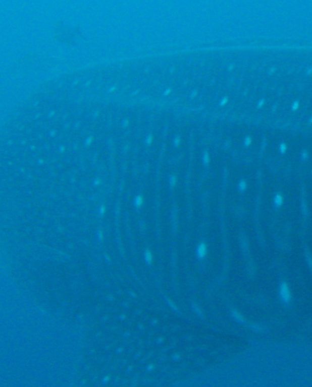 6d878527-5455-4f16-8d4f-b172b5e839d2