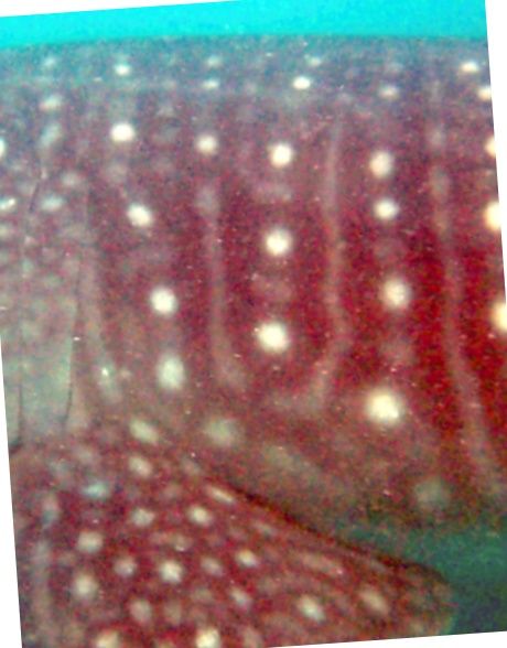 0ee5a255-8348-4dac-b270-79f2b487e511