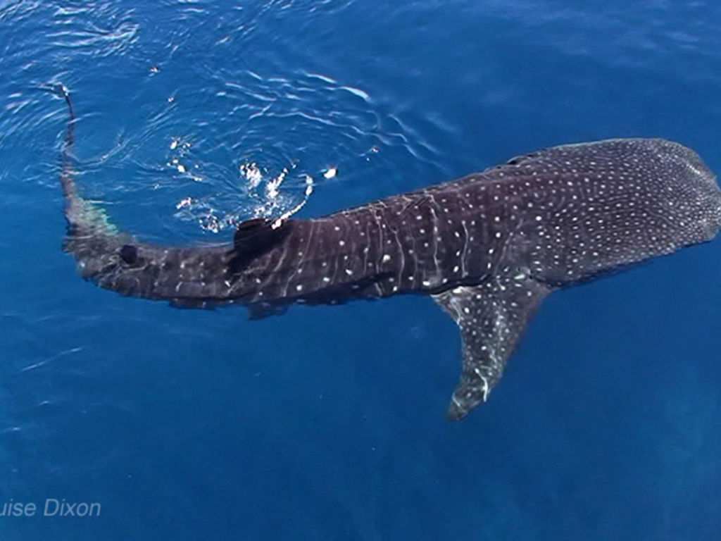 ad0433a5-16a4-4157-b81d-623c2d8550f8