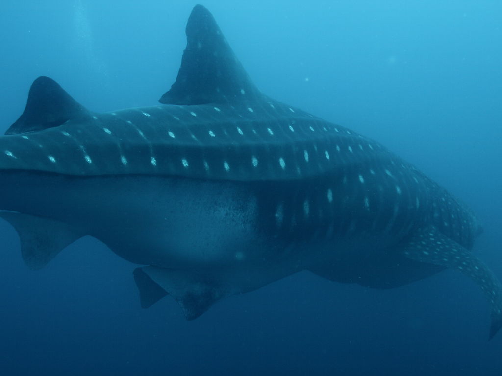 a4eafab0-dc84-441e-ad4a-80ad68a0ea96