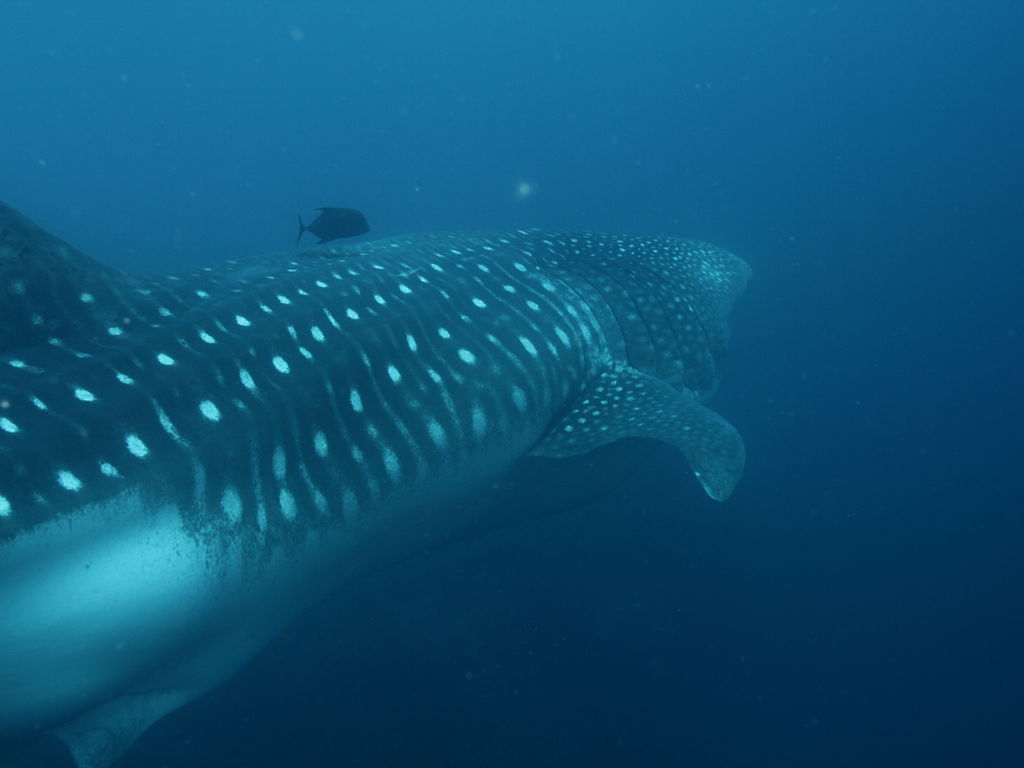 a4eafab0-dc84-441e-ad4a-80ad68a0ea96