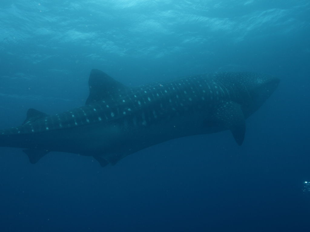 a4eafab0-dc84-441e-ad4a-80ad68a0ea96