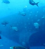 df279386-91e7-44b4-8d1d-11ae0b460818