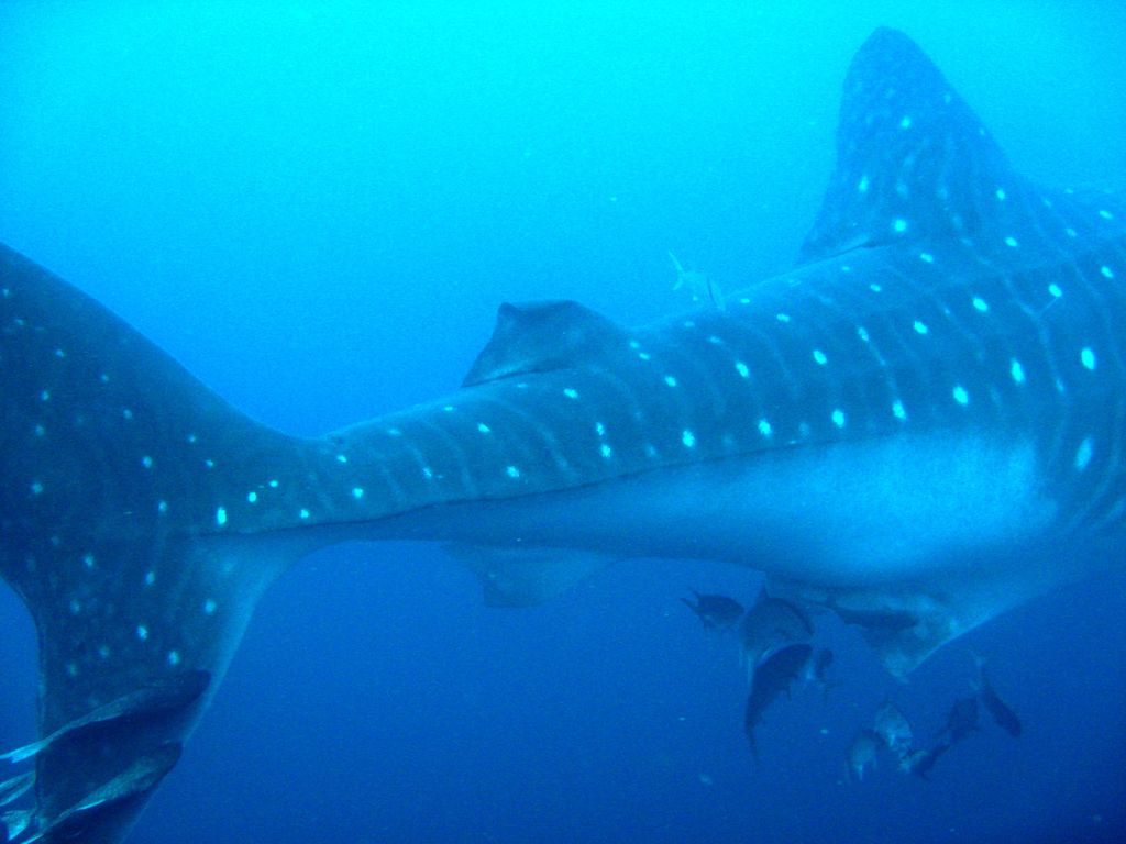 df279386-91e7-44b4-8d1d-11ae0b460818