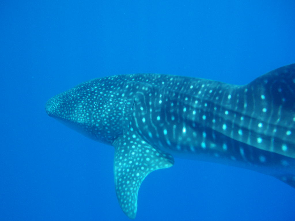 606aefdd-11d7-4bb2-a04b-a85eaa764229