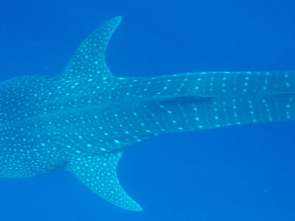 606aefdd-11d7-4bb2-a04b-a85eaa764229