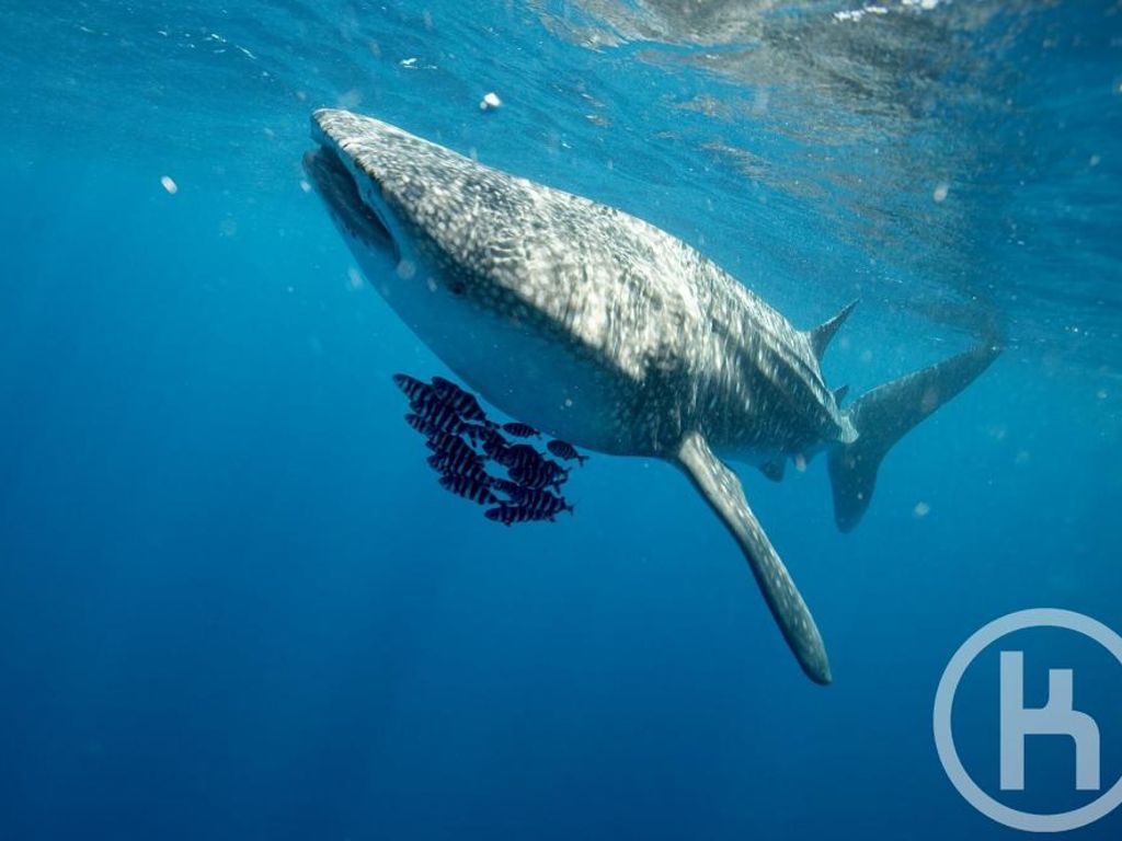 f78a51a4-51ed-41fa-837a-1d4fe103a293