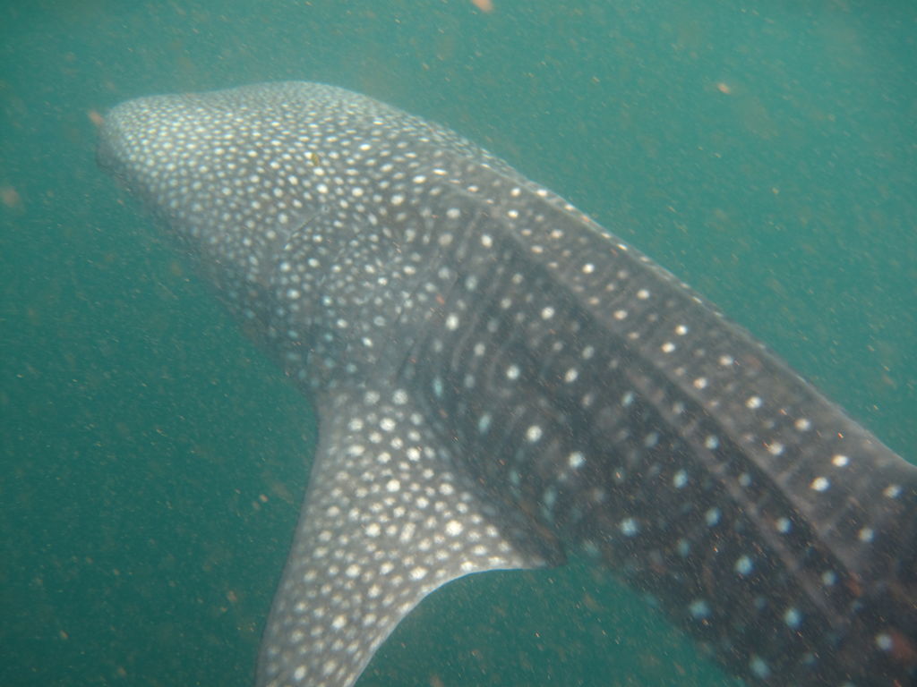 ab29edcf-f75a-4a85-b2a7-f868fa807011