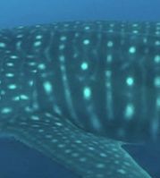 65a4a603-7d77-4cf5-8791-51c980407344