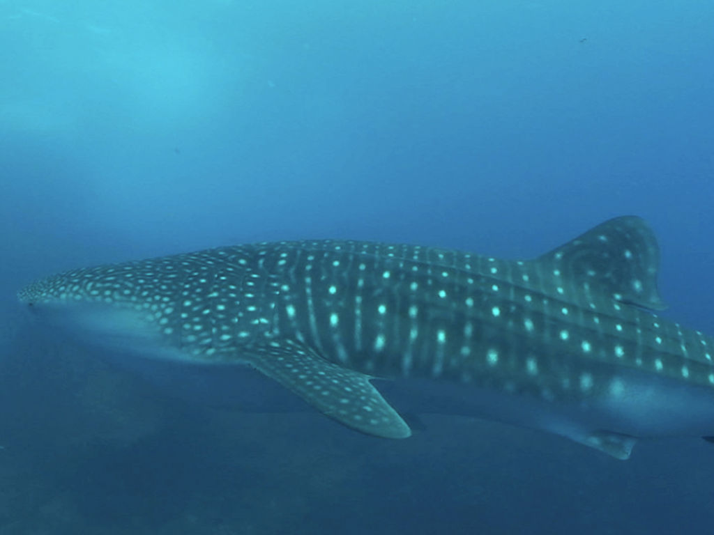 65a4a603-7d77-4cf5-8791-51c980407344