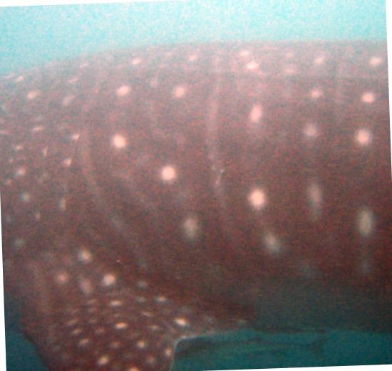 a8ebee05-9a51-461c-a870-156d3c570eaa