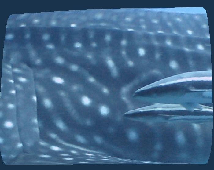 d9316d83-a20f-43c5-a1ca-4db4bafc8c37