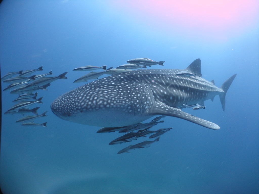 d9316d83-a20f-43c5-a1ca-4db4bafc8c37