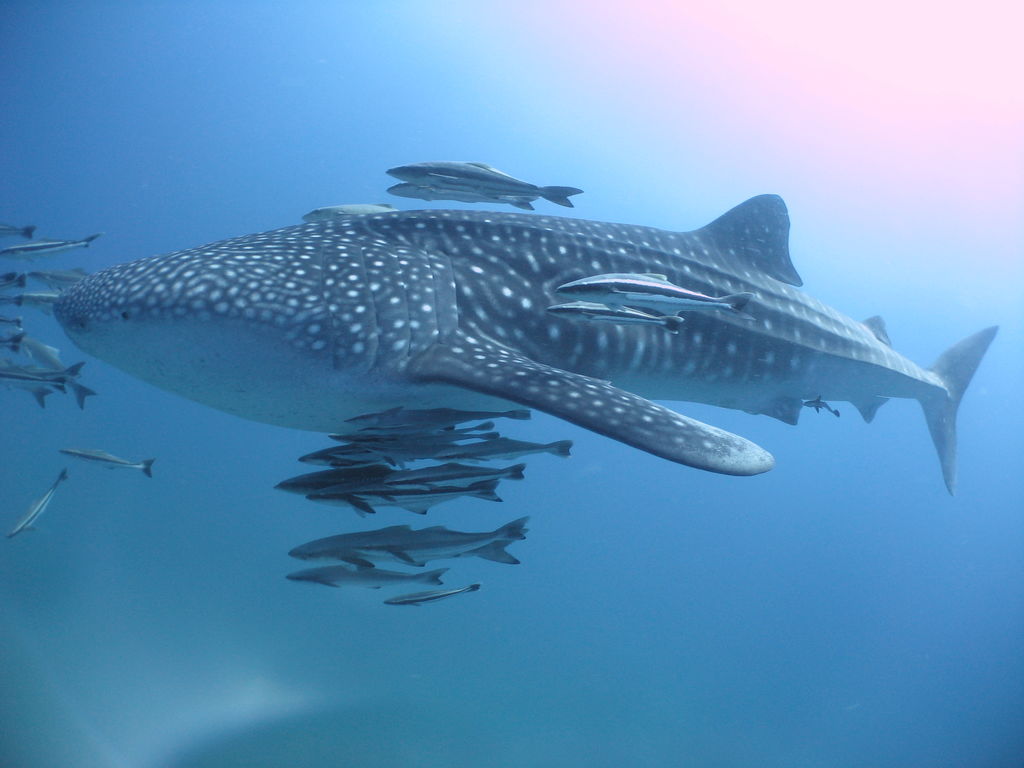 d9316d83-a20f-43c5-a1ca-4db4bafc8c37