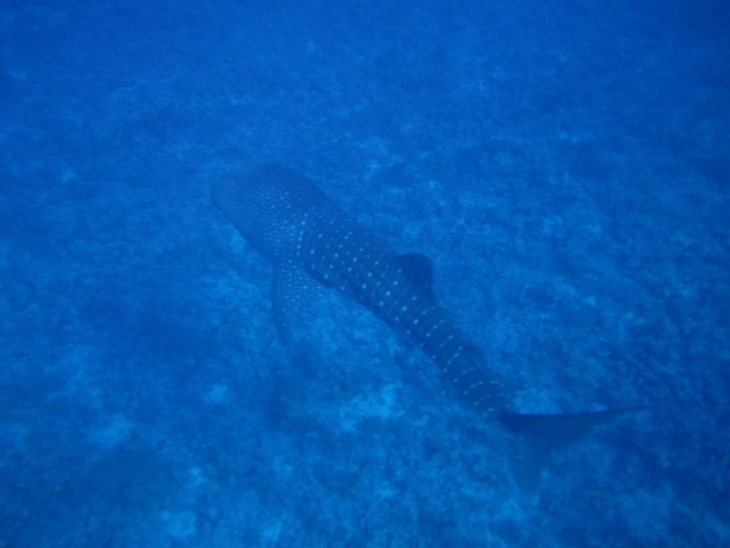 b0084de4-5557-4e2e-87ec-f8e3f16611c5